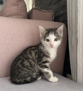 Katzenbaby Weiblich