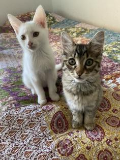 Katzenbabys Van Katze Main Coon Mischling