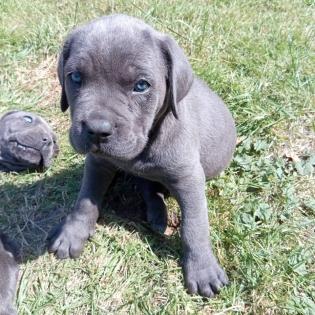 Tolle Cane Corso Welpen blueliner