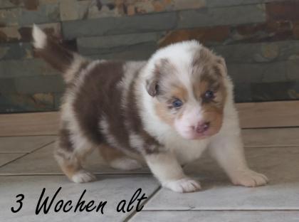 Reinrassiger Australian Shepherd Welpe red-merle weiblich