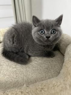 Bkh Kitten Verkauf weiblich