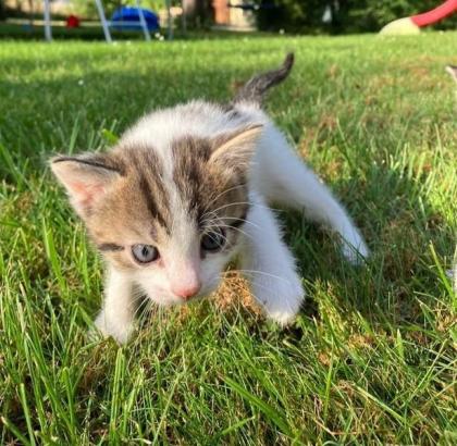 Katzenbabys grau weiß getigert