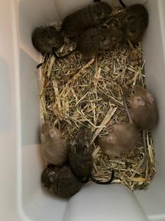 Verschenke bis zu 14 DEGU-Zuckerschnäuzchen Alter ca. 8 Wo. in Gruppen v. min. 3 Tieren männ