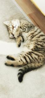 BKH Kitten männlich