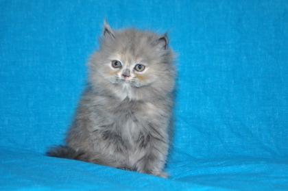 Reinrassige Perser Blau Crem Katze
