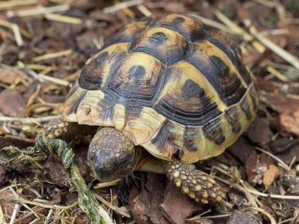 Griechische Landschildkröten 2022 und 2022 abzugeben