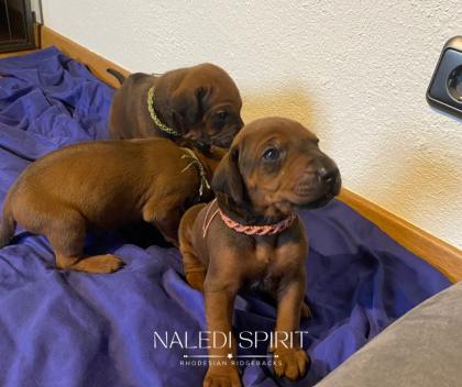 Wunderschöne red wheaten und dark red wheaten Rhodesian Ridgeback Welpen