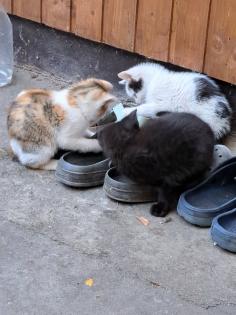 Süsse Katzenkitten Suchen neuen Dosenöffner