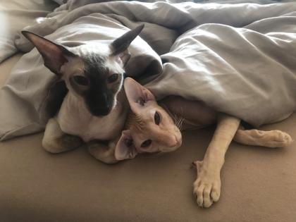 Peterbald Sphynx Siam Orientalisch Kurzhaar Kater