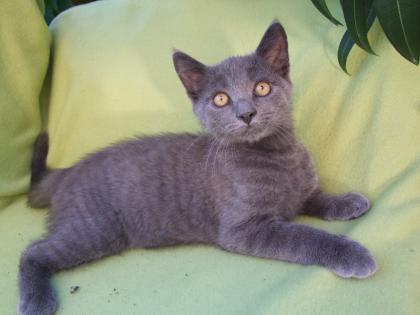 Süße kleine Kätzchen / Kitten / Katzenbabys