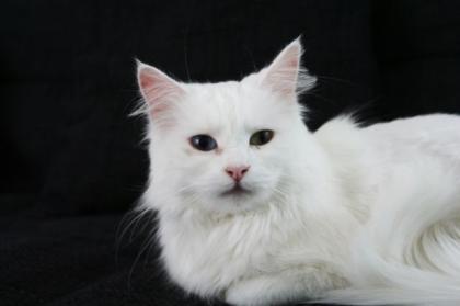 Türkisch-Angora Katze
