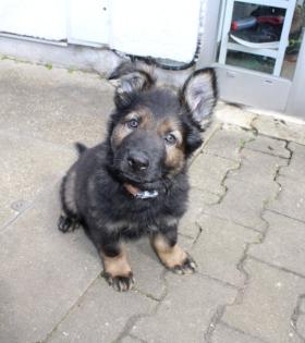 Rüden Welpen Altdeutscher Schäferhund DDR Linien