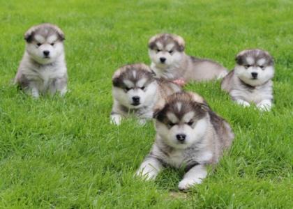 Alaskan Malamute