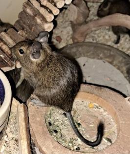 Degu Jungtiere abzugeben