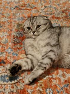 Scottish Fold / BKH Mischling Kätzin 1 5 jahre alt