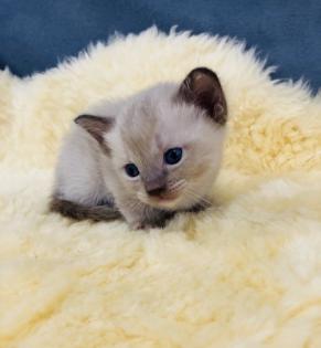 Reinrassige Burma Kitten
