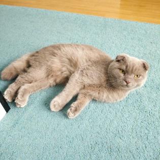 Kater Faltohr scottish fold