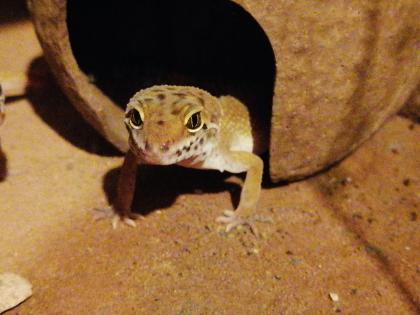 Leopardgeckos 1 Männlein 2 Weiblein sowie 1 weibliches Jungtier