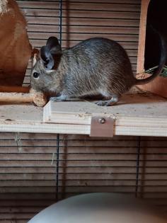 Degu Jungtiere abzugeben
