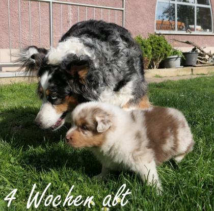 Reinrassiger Australian Shepherd Welpe red-merle weiblich