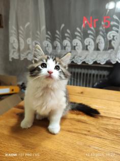 Maine Coon kitten Babykatzen