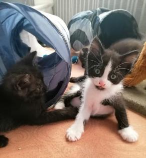 Kitten Katzenbaby Katzenkinder Babykatze Katzenbabies Katzenjunge