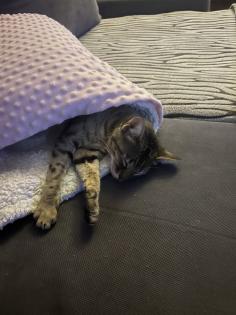 Evita sucht neues Zuhause