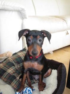 Reinrassiger Zwergpinscher ohne Papiere 4 Monate alt abzugeben