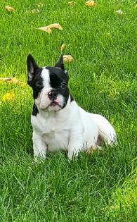 Französische Bulldoggen