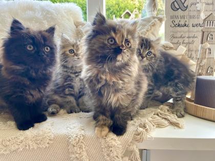 Perser Kitten Kätzchen geimpft abgabebereit