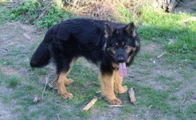 Rüden Welpen Altdeutscher Schäferhund DDR Linien