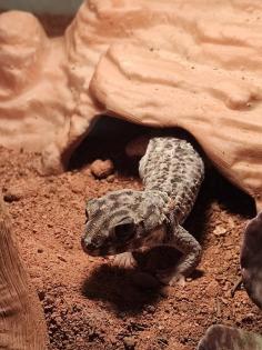 1. 0 Teratoscincus Scincus - Wundergecko