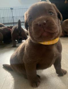 Labrador Mischlinge