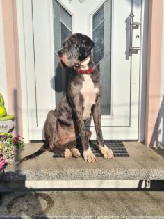 Deutsche Dogge Hündin