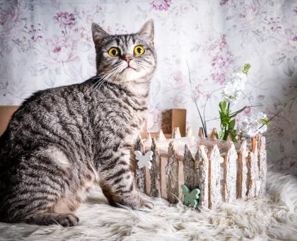 BKH-Kitten im Whiskas-Look Black-Silver-Classic-Tabby/-Spotted abzugeben