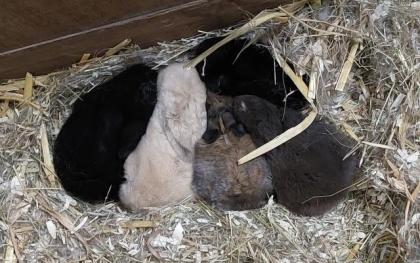 Minilop Zwergwidder Zwergkaninchen