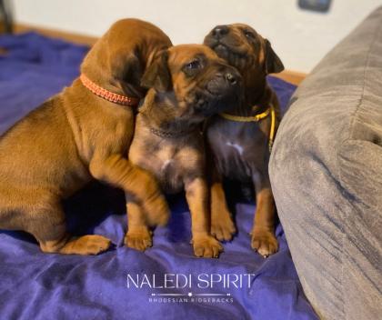 Wunderschöne red wheaten und dark red wheaten Rhodesian Ridgeback Welpen