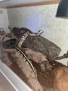 Königsphyton mit Terrarium