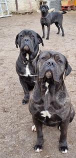 Cane Corso mit AHNENTAFEL