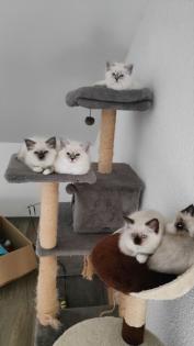 Heilige Birma Kitten - reinrassig suchen ein liebevolles Zuhause