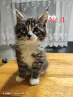 Maine Coon kitten Babykatzen