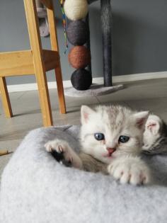 Bkh Kitten British kurhaar Kitten