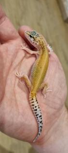 Leopardgecko 0. 2 Weibchen