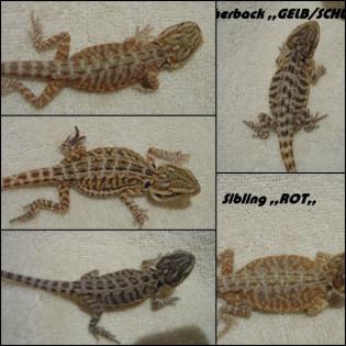Leatherback Bartagamen red yellow hypo