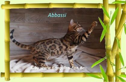 Bengal Kater Abbassi immer gut gelaunt fröhlich und lieb