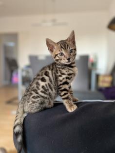 Bengal Jungen zu Verkaufen
