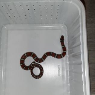 Lampropeltis triangulum syspila Königsnatter