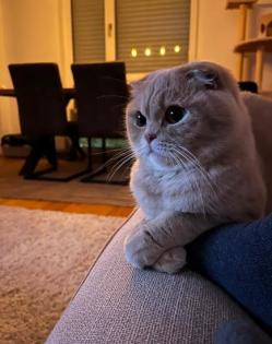 2 British Shorthair Mix / Britisch Kurzhaar Mix Katzen abzugeben