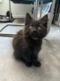 Maine Coon mix- alter Art Babys
