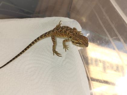 Bartagame Babys brauchen schnell ein neues Zuhause